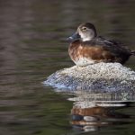 云顶国际娱乐的安全性与合法性:玩家需知的重要信息 agxkrso