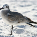 17057期体育彩票开奖结果最新公布 1cow80grng